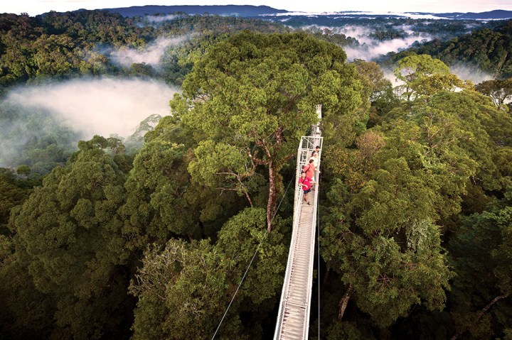 BRUNEI forest warm.jpg